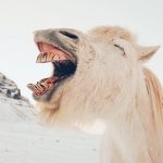 white horse with open mouth showing teeth with snowy background
